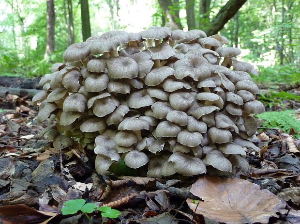 trúdnik klobúčkatý Polyporus umbellatus (Pers.) Fr.