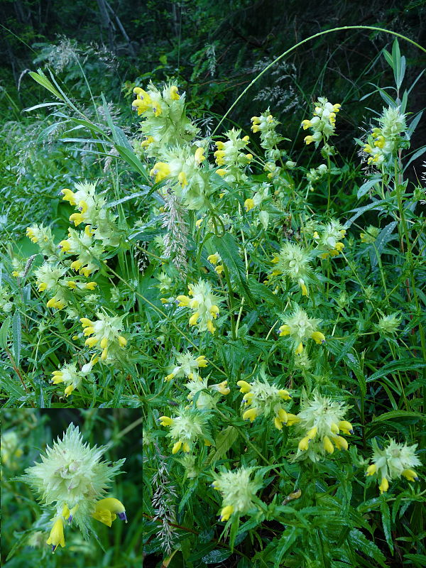 štrkáč alpínsky Rhinanthus pulcher Schummel