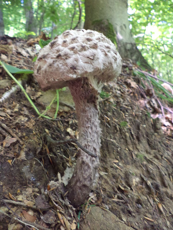 šiškovec šupinatý Strobilomyces strobilaceus (Scop.) Berk.