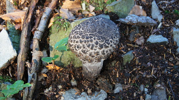 šiškovec šupinatý Strobilomyces strobilaceus (Scop.) Berk.