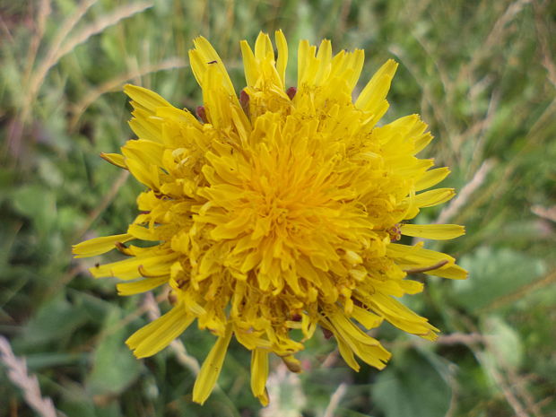 púpava lekárska Taraxacum officinale (L.) Weber ex F.H.Wigg