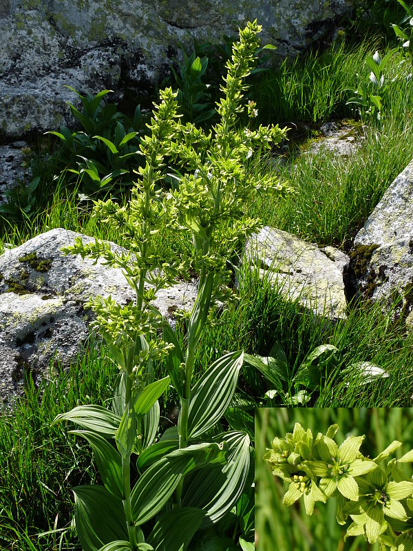 kýchavica biela lobelova Veratrum album subsp. lobelianum (Bernh.) Arcang.