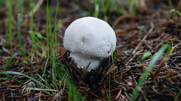 pečiarka Agaricus sp.