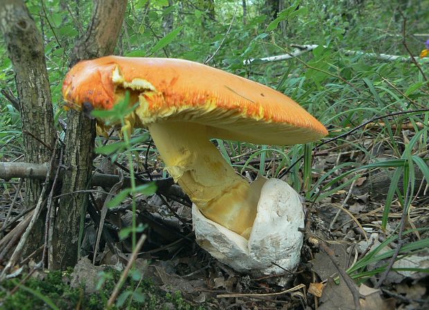 muchotrávka cisárska Amanita caesarea (Scop.) Pers.