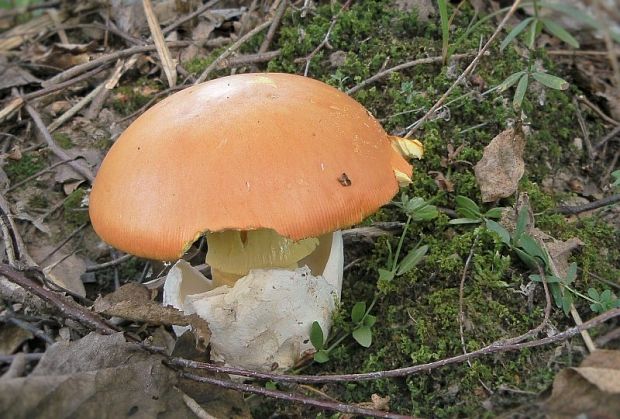 muchotrávka cisárska Amanita caesarea (Scop.) Pers.