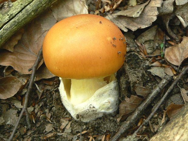 muchotrávka cisárska Amanita caesarea (Scop.) Pers.