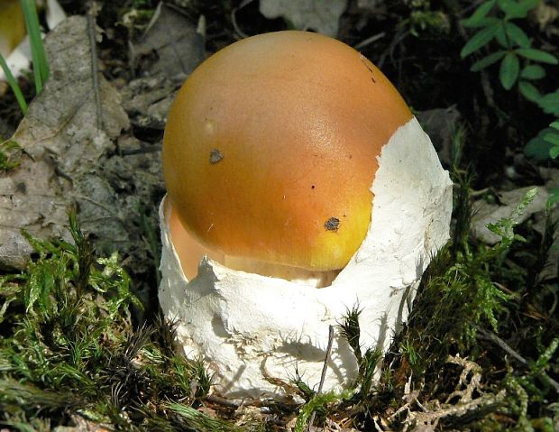 muchotrávka cisárska Amanita caesarea (Scop.) Pers.