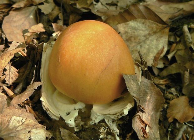 muchotrávka cisárska Amanita caesarea (Scop.) Pers.