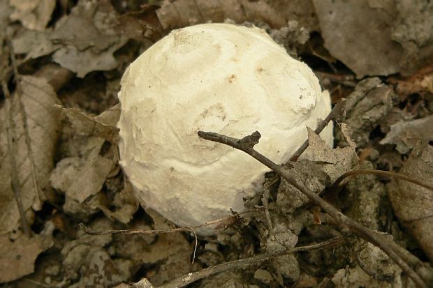 muchotrávka cisárska Amanita caesarea (Scop.) Pers.