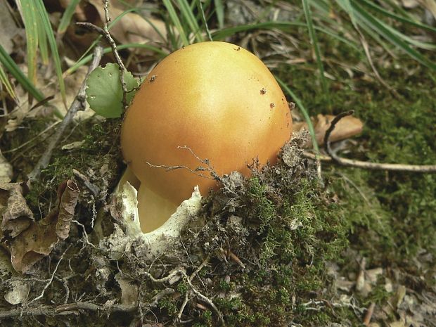 muchotrávka cisárska Amanita caesarea (Scop.) Pers.