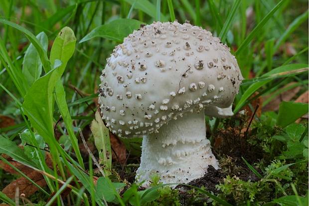 muchotrávka ostnatá Amanita echinocephala (Vittad.) Quél.