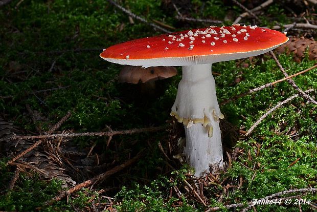 muchotrávka červená Amanita muscaria (L.) Lam.