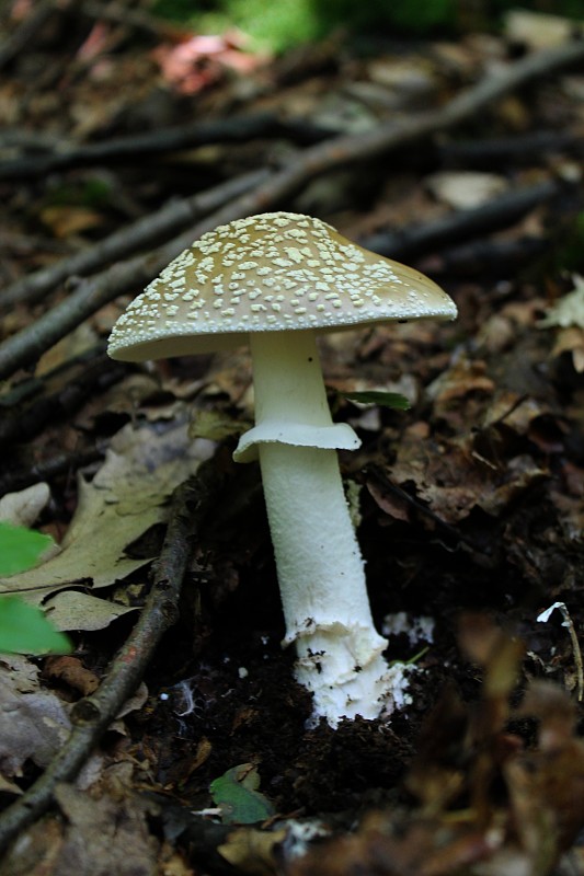 muchotrávka tigrovaná Amanita pantherina (DC.) Krombh.