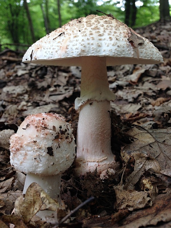 muchotrávka červenkastá Amanita rubescens Pers.