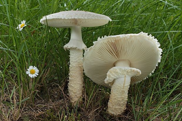 muchotrávka Vittadiniho Amanita vittadinii (Moretti) Vittad.