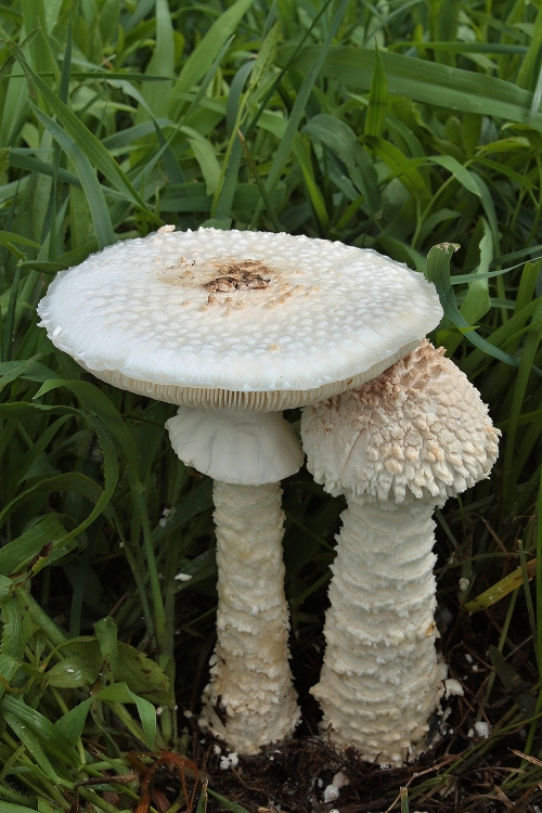 muchotrávka Vittadiniho Amanita vittadinii (Moretti) Vittad.