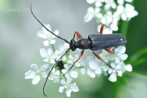 fuzáč Anoplodera rufipes