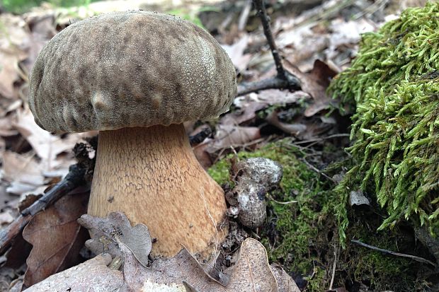 hríb bronzový Boletus aereus Bull. ex Fr.