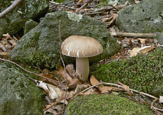 hríb smrekový Boletus edulis Bull.