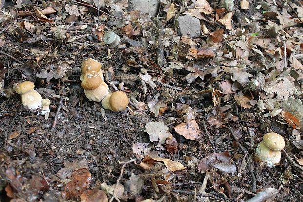 hríb dubový Boletus reticulatus Schaeff.