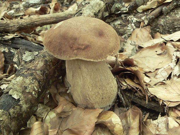 hríb dubový Boletus reticulatus Schaeff.