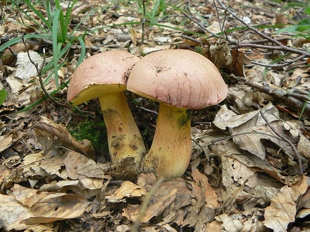 hríb nádherný Butyriboletus fuscoroseus (Smotl.) Vizzini & Gelardi