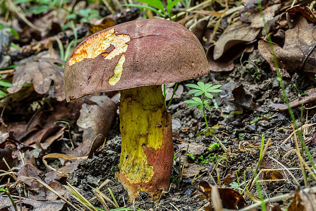 hríb nádherný Butyriboletus fuscoroseus (Smotl.) Vizzini & Gelardi