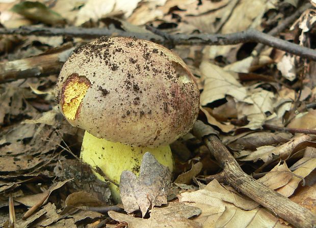 hríb kráľovský Butyriboletus regius (Krombh.) D. Arora & J.L. Frank