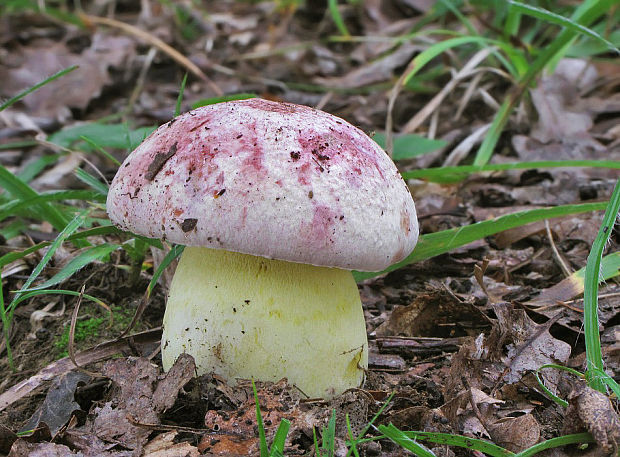 hríb kráľovský Butyriboletus regius (Krombh.) D. Arora & J.L. Frank