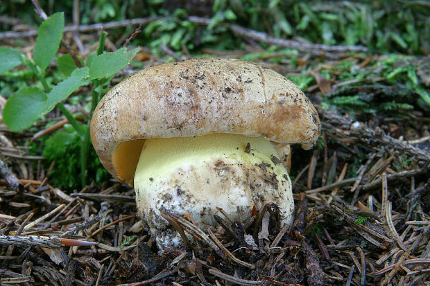 hríb horský Butyriboletus subappendiculatus (Dermek, Lazebn. & J. Veselský) D. Arora & J.L. Frank