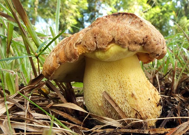 hríb horský Butyriboletus subappendiculatus (Dermek, Lazebn. & J. Veselský) D. Arora & J.L. Frank