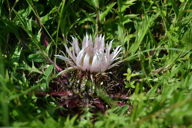 krasovlas bezbyľový Carlina acaulis (Lam.) Schübl. et G. Martens