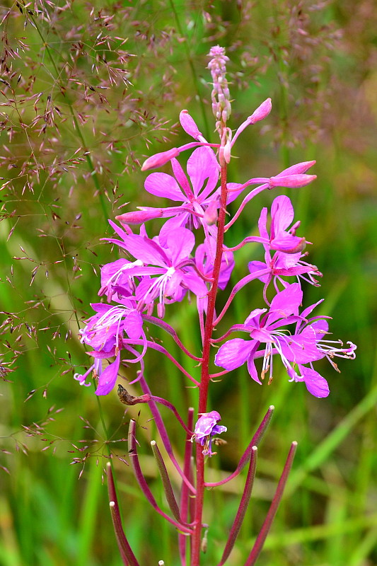 kyprina úzkolistá Chamerion angustifolium  (L.) Holub