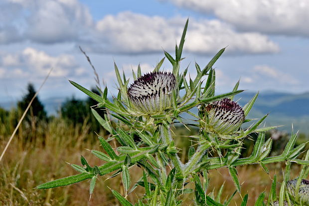 pichliač bielohlavý Cirsium eriophorum (L.) Scop.