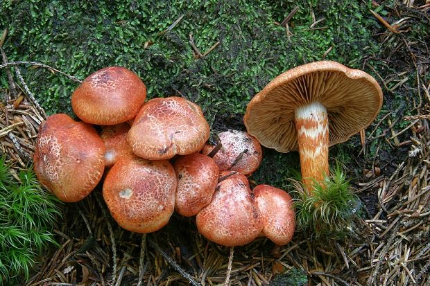 pavučinovec červenošupinatý Cortinarius bolaris (Pers.) Fr.