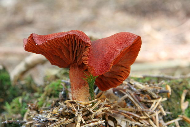 pavučinovec krvavý Cortinarius sanguineus (Wulfen) Fr.