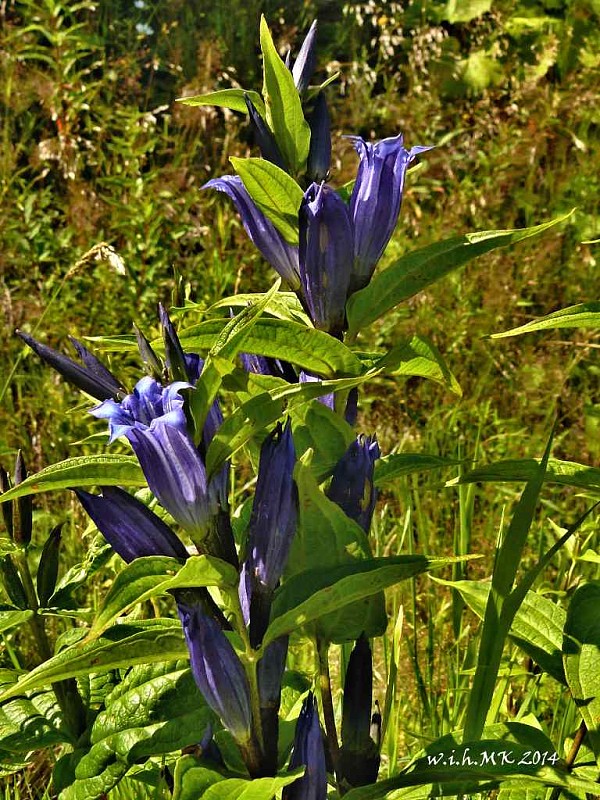 horec luskáčovitý Gentiana asclepiadea L.