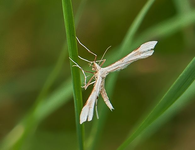 pierkavec vrátičový Gillmeria ochrodactyla