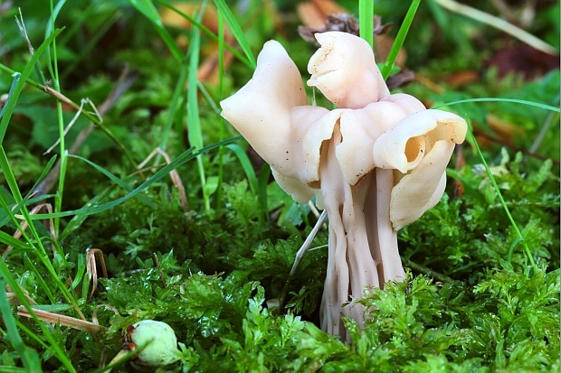 chriapač kučeravý Helvella crispa (Scop.) Fr.