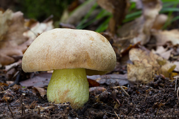 hríb plavý Hemileccinum impolitum (Fr.) Šutara