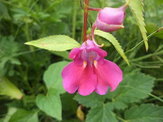 netýkavka balzamínová Impatiens balsamina L.