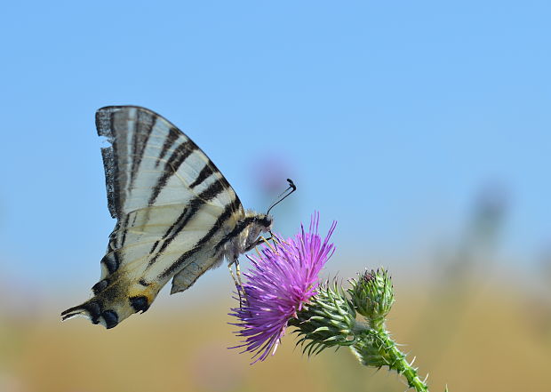 vidlochvost ovocný Iphiclides podalirius