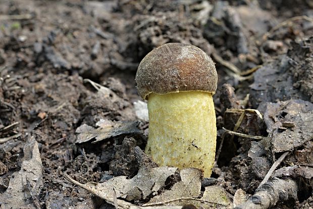 kozák žltopórový Leccinellum crocipodium (Letell.) Della Maggiora & Trassinelli