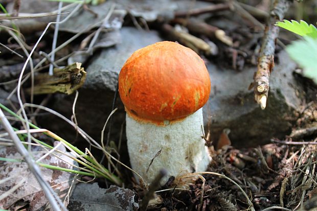 kozák osikový Leccinum albostipitatum den Bakker & Noordel.