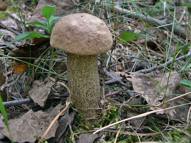 kozák topoľový Leccinum duriusculum (Schulzer ex Kalchbr.) Singer