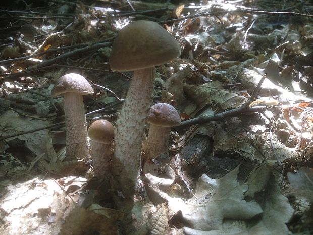 kozák hrabový Leccinum pseudoscabrum (Kallenb.) Šutara