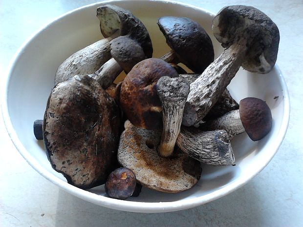 kozák hrabový Leccinum pseudoscabrum (Kallenb.) Šutara