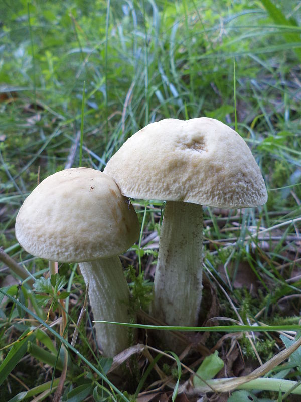 kozák Leccinum sp.