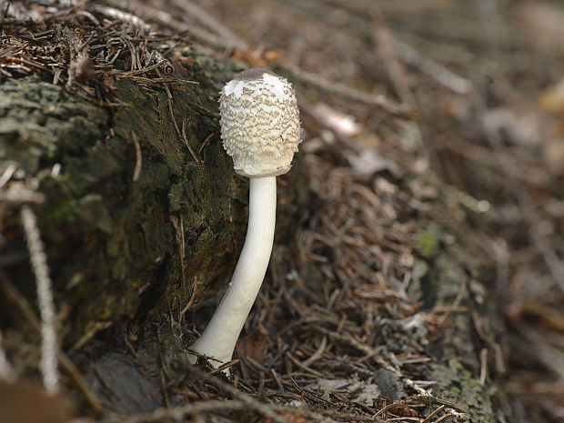 bedľa hustošupinatá Leucoagaricus nympharum (Kalchbr.) Bon