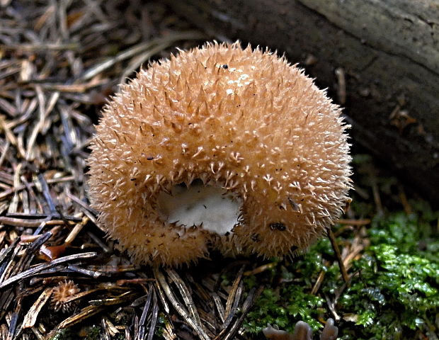 prášnica pichliačová Lycoperdon echinatum Pers.